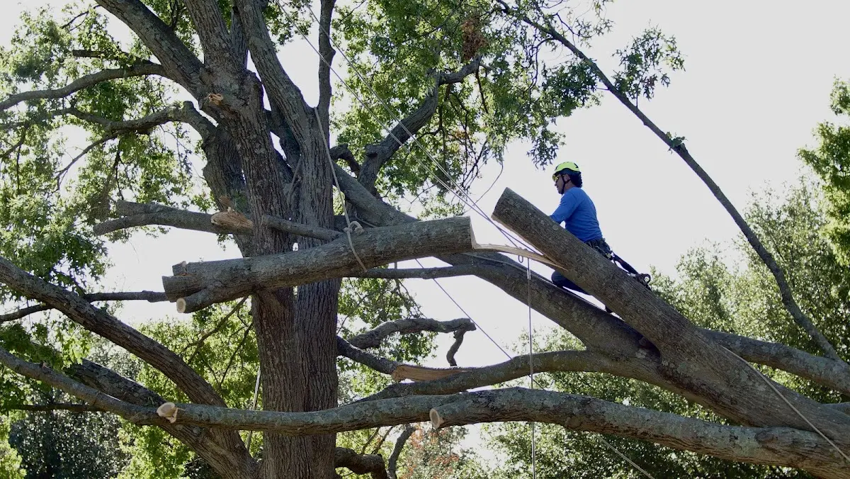 Professional Crown Thinning performed by certified arborists in East Setauket