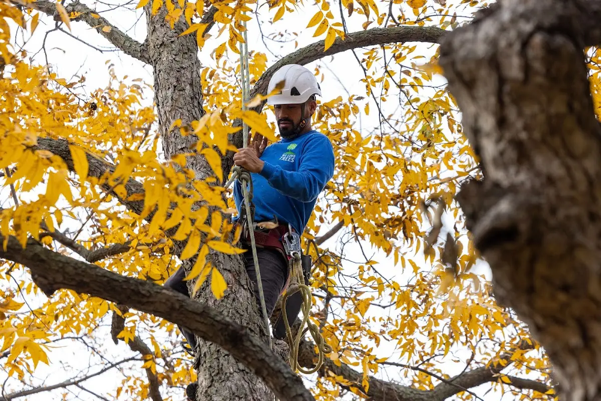 Skilled Tree Pruning crew working in East Setauket