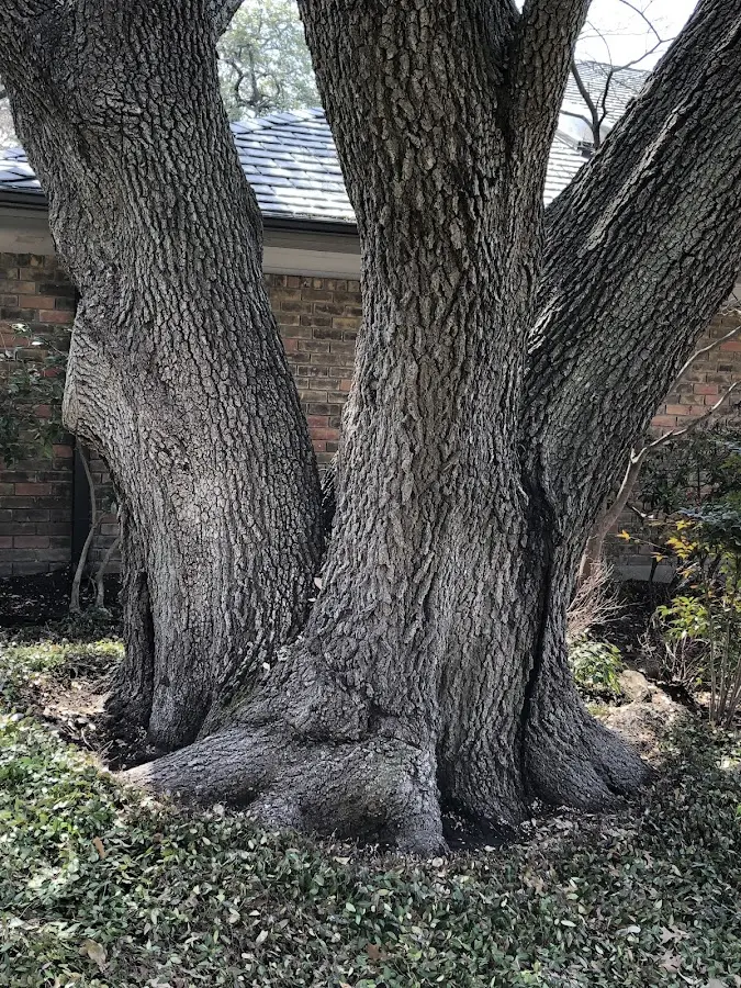 Mature heritage tree close to a East Setauket property cared for by certified arborists